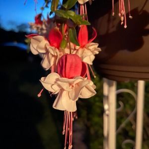 Meet your Posher, Constance